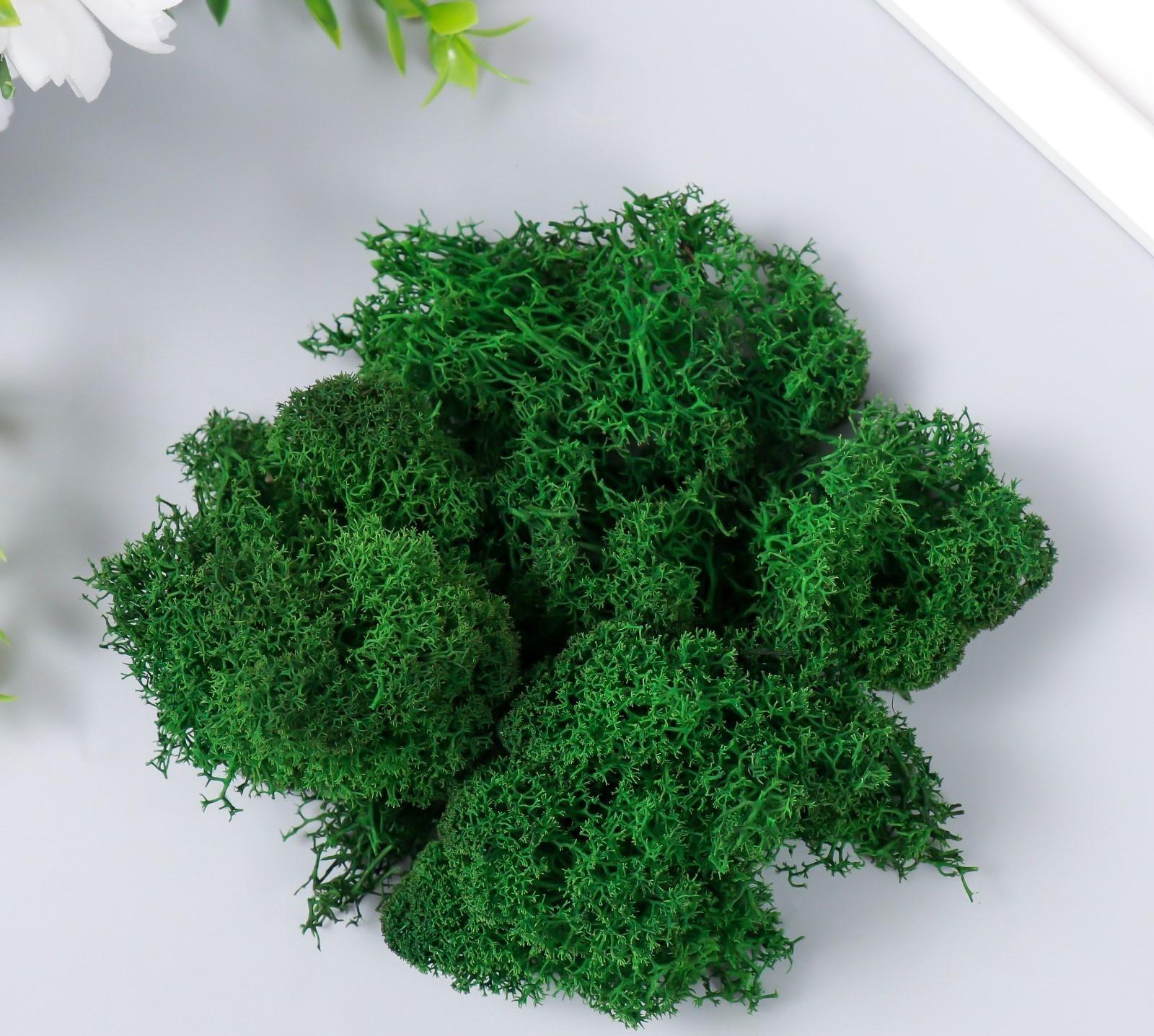 Мох стабилизированный 