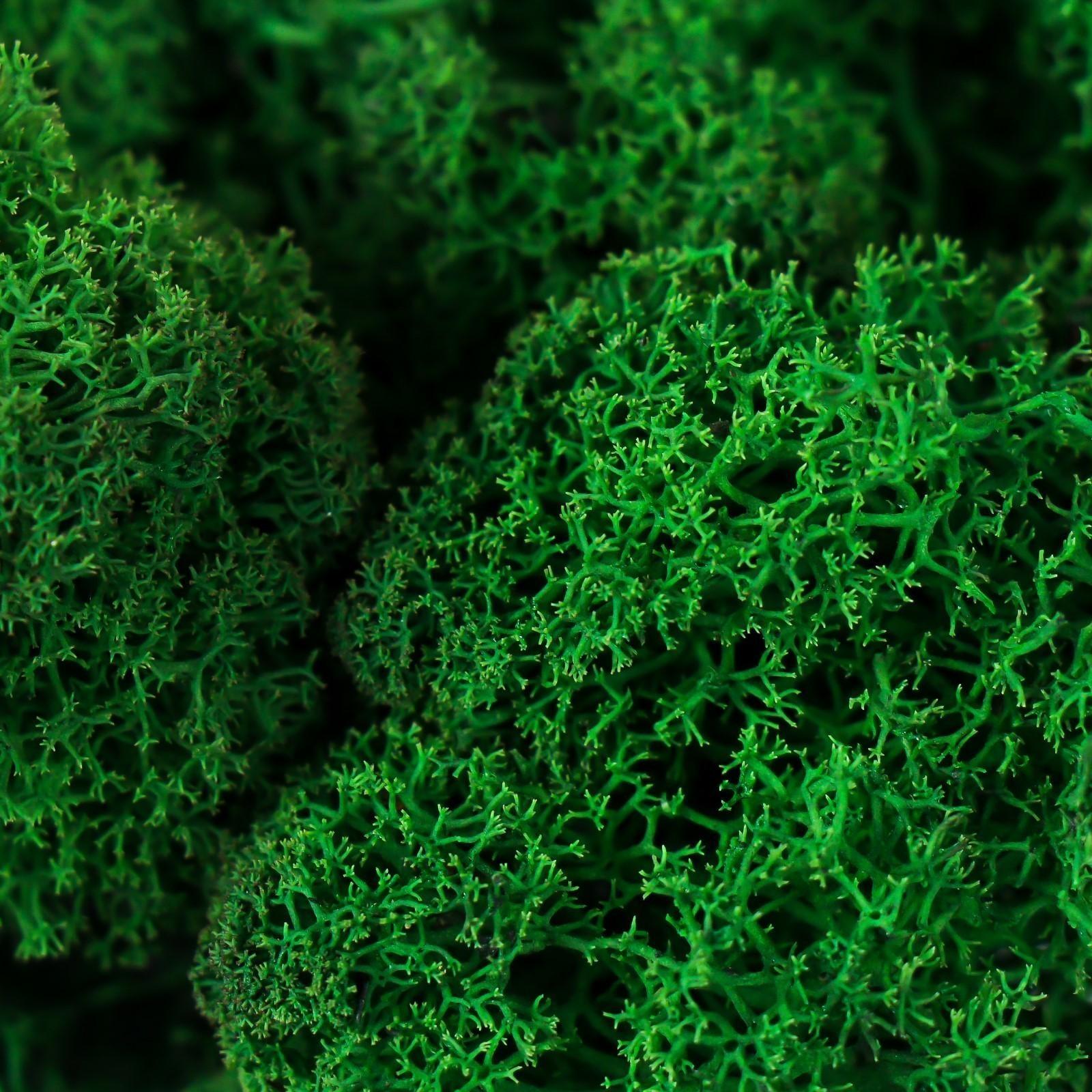 Мох стабилизированный 