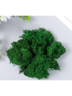 Мох стабилизированный 