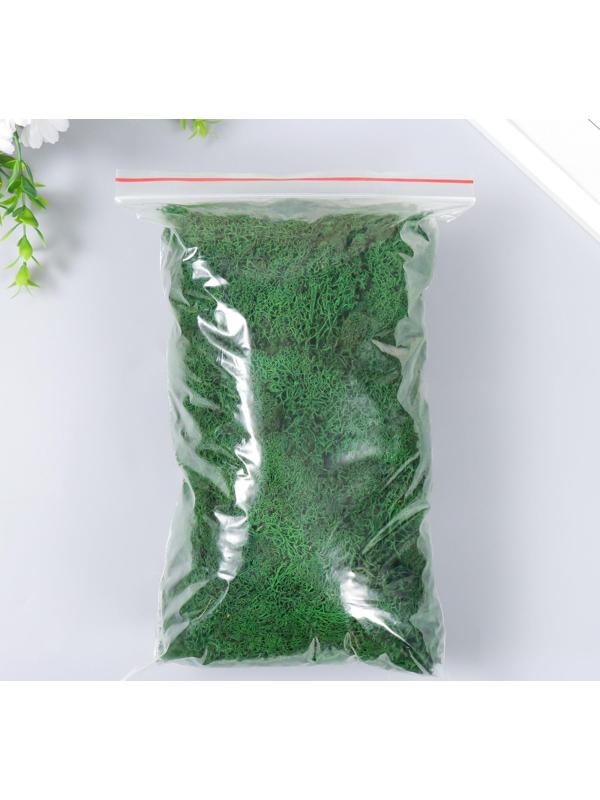 Мох стабилизированный 