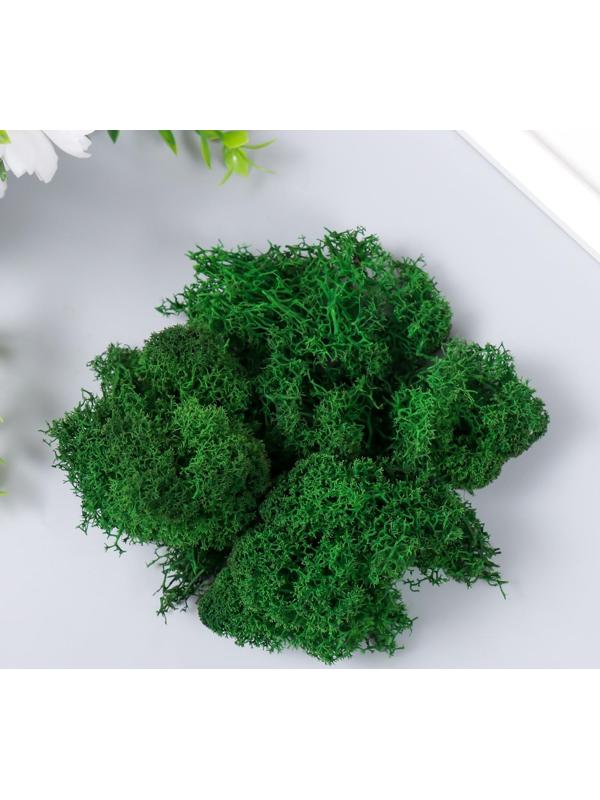 Мох стабилизированный 