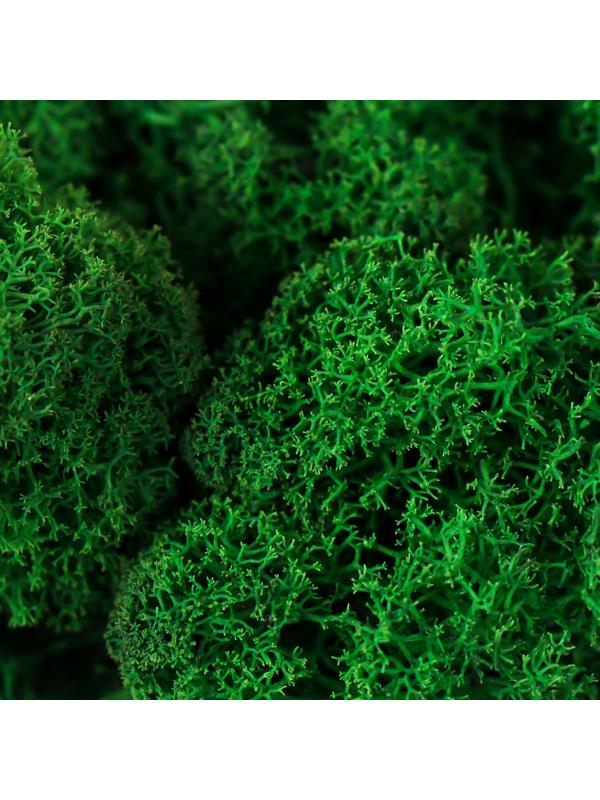 Мох стабилизированный 