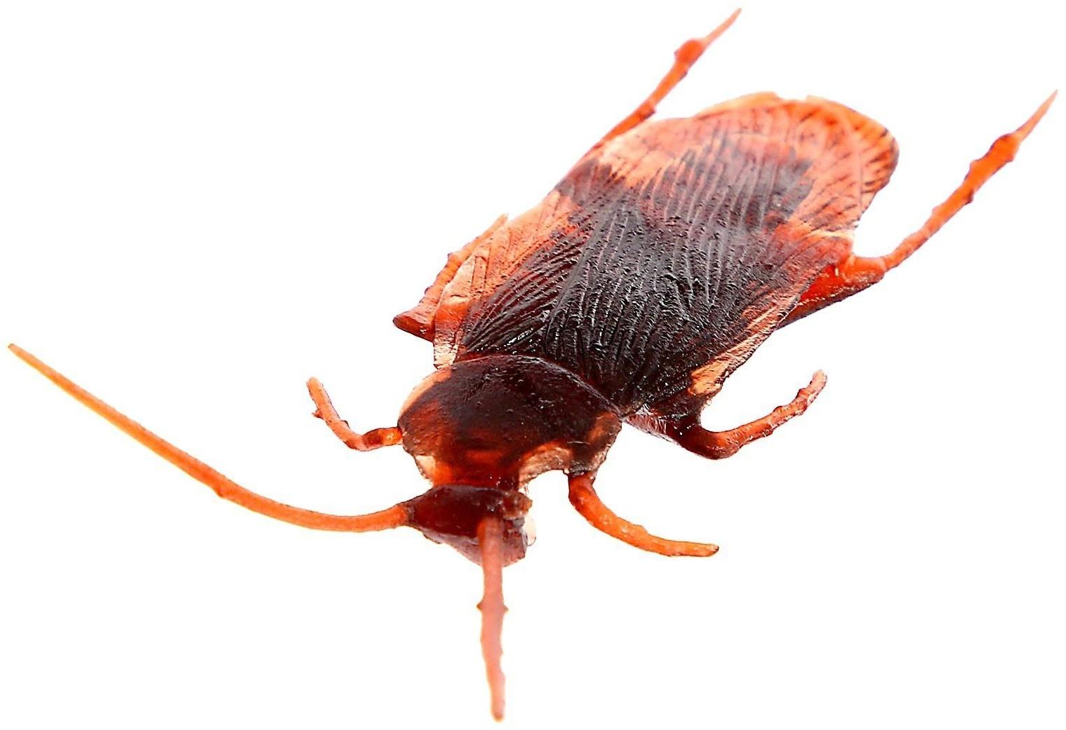 Набор насекомых «Тараканы», 24 шт.