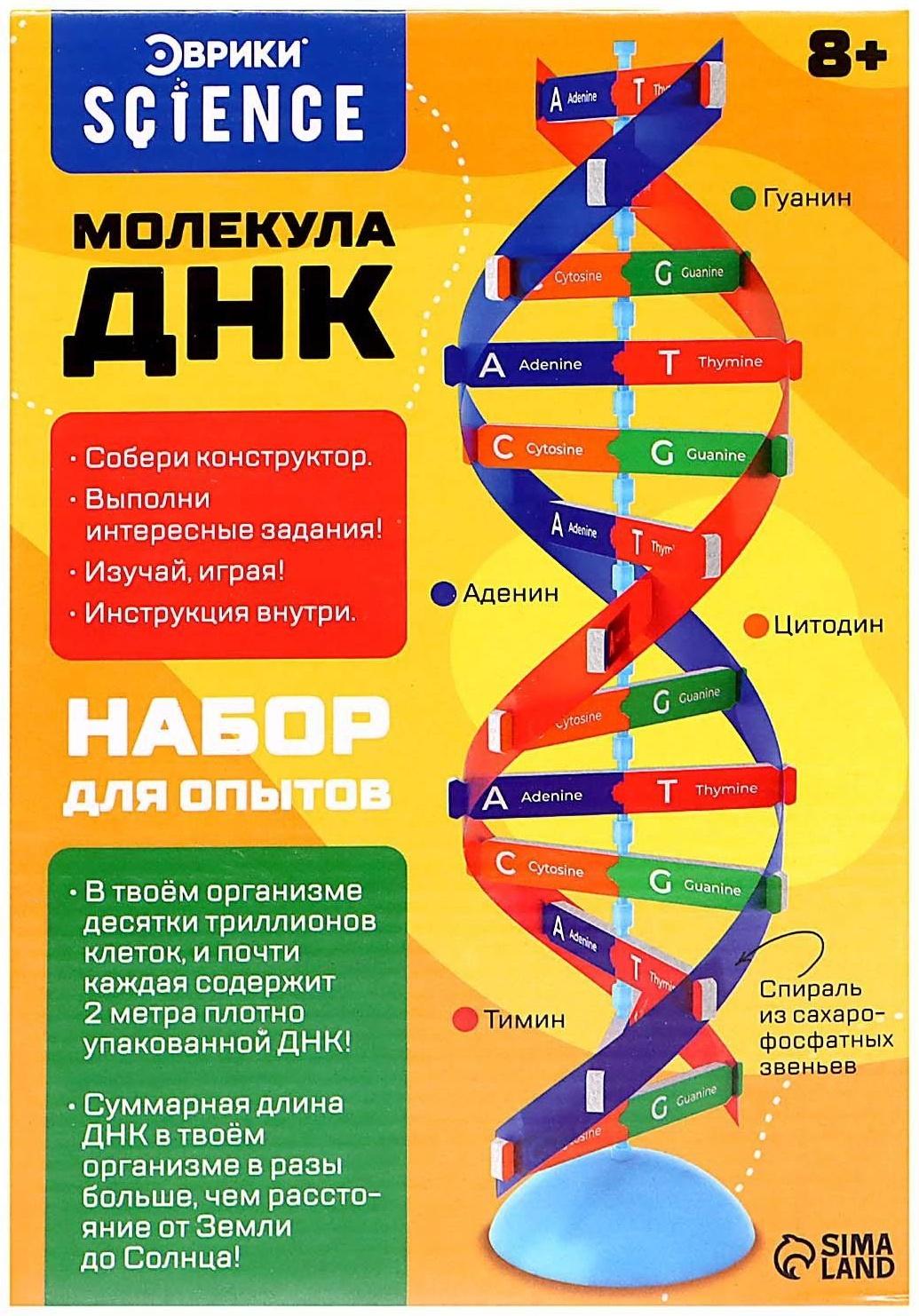 Набор для опытов «Молекула ДНК»