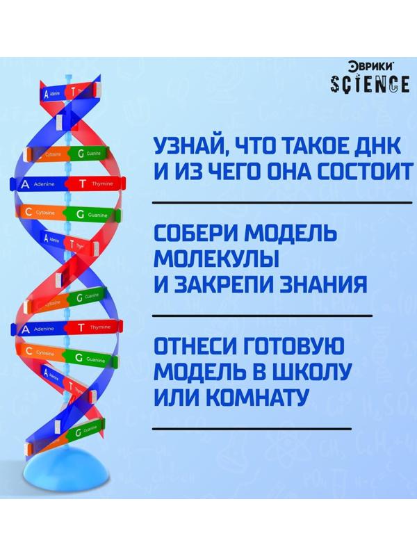 Набор для опытов «Молекула ДНК»