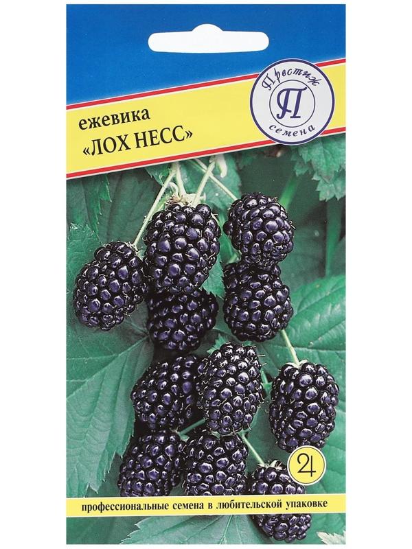 Семена Ежевика ремонтантная 