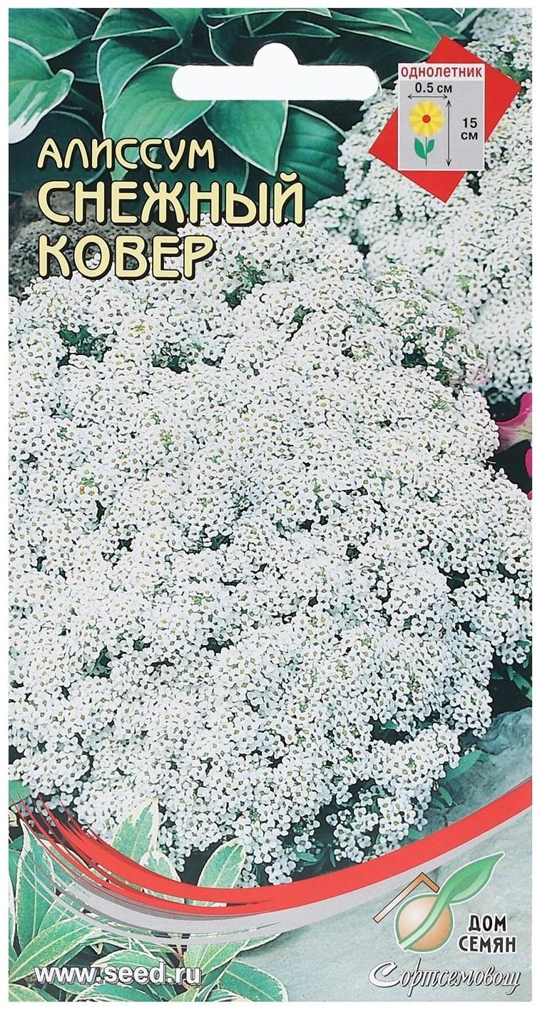 Семена Алиссум 