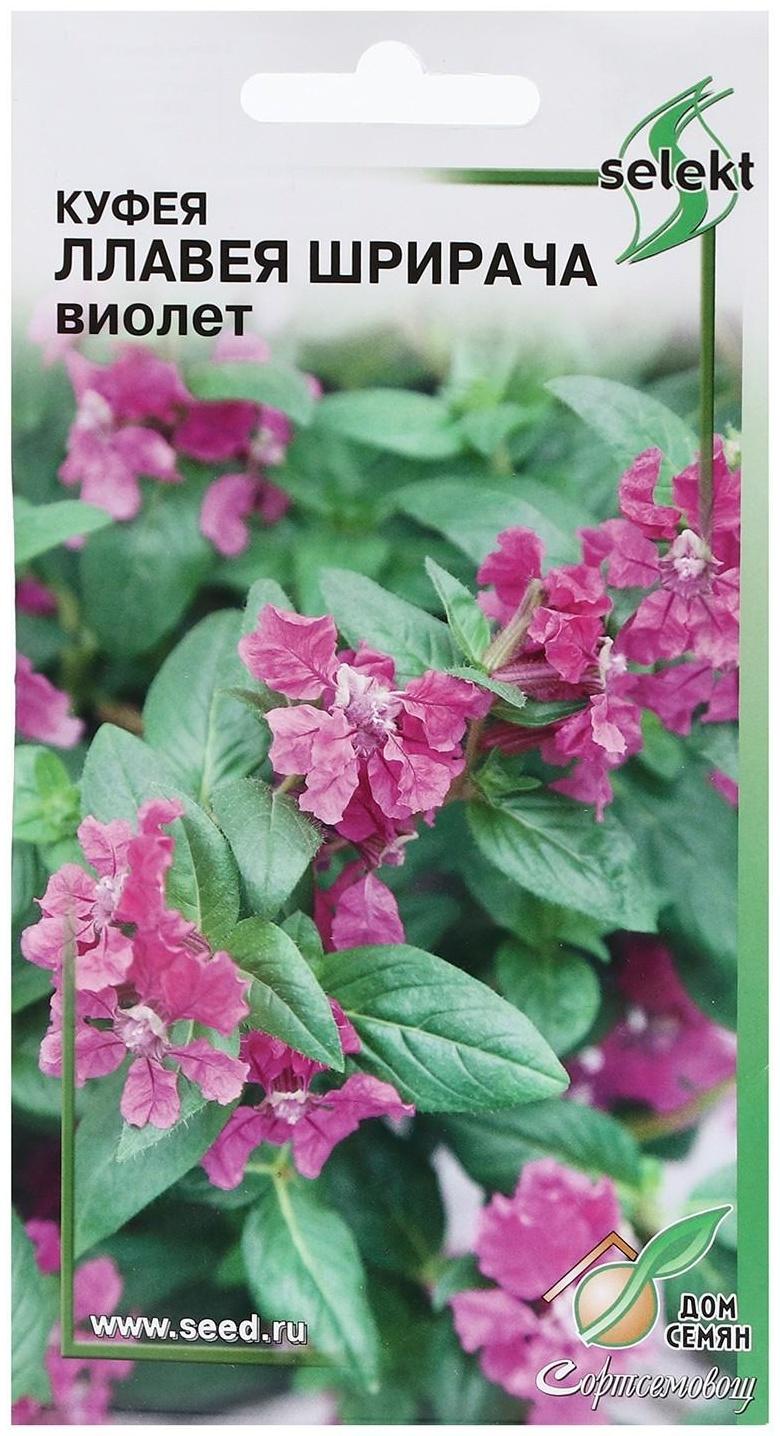 Семена Куфея 