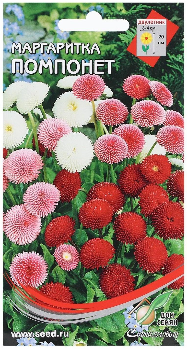 Семена Маргаритка 