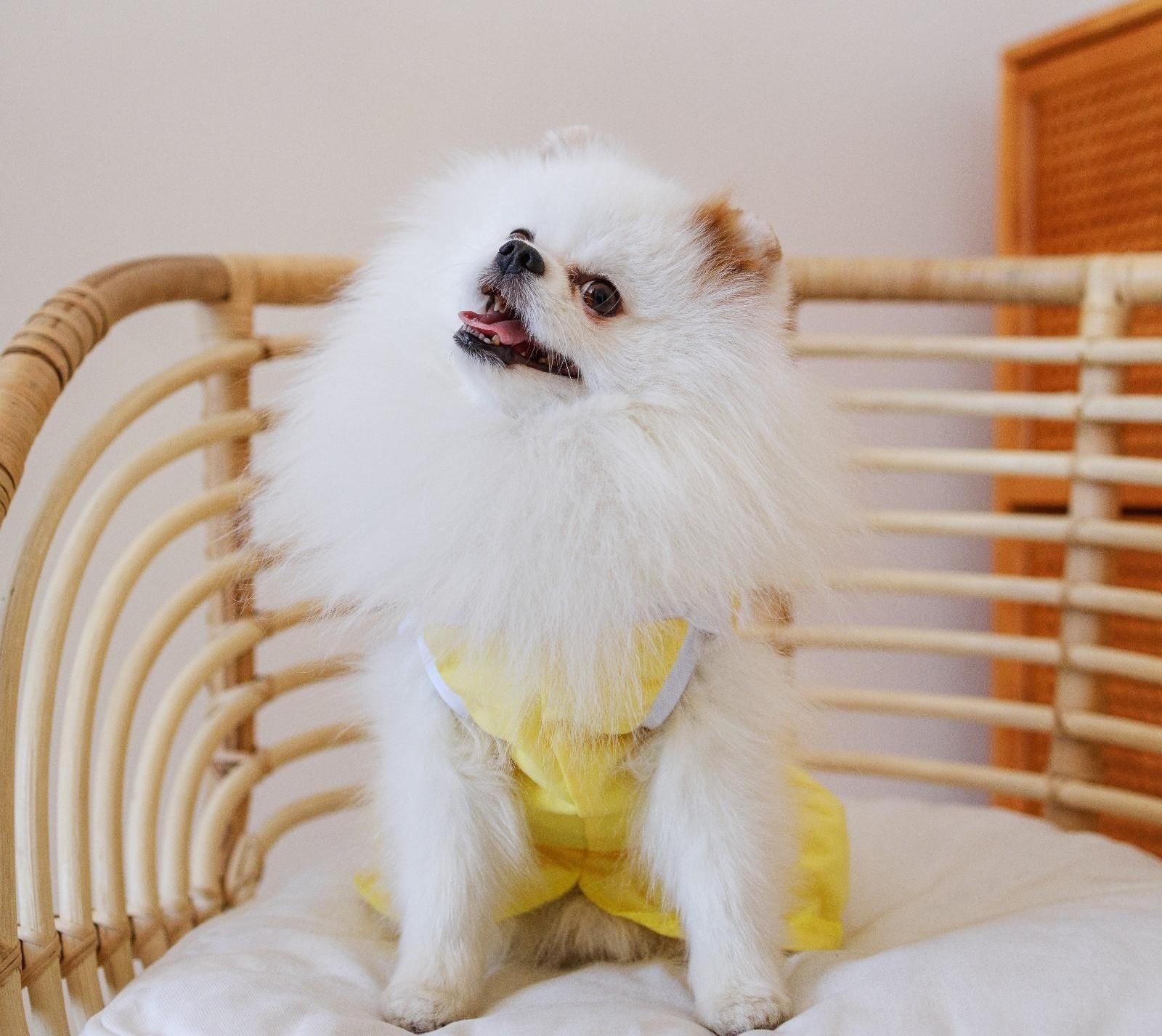 Платье для собак кулирка, XS (ДС 24, ОШ 32-36, ОГ 34-38), Желтое