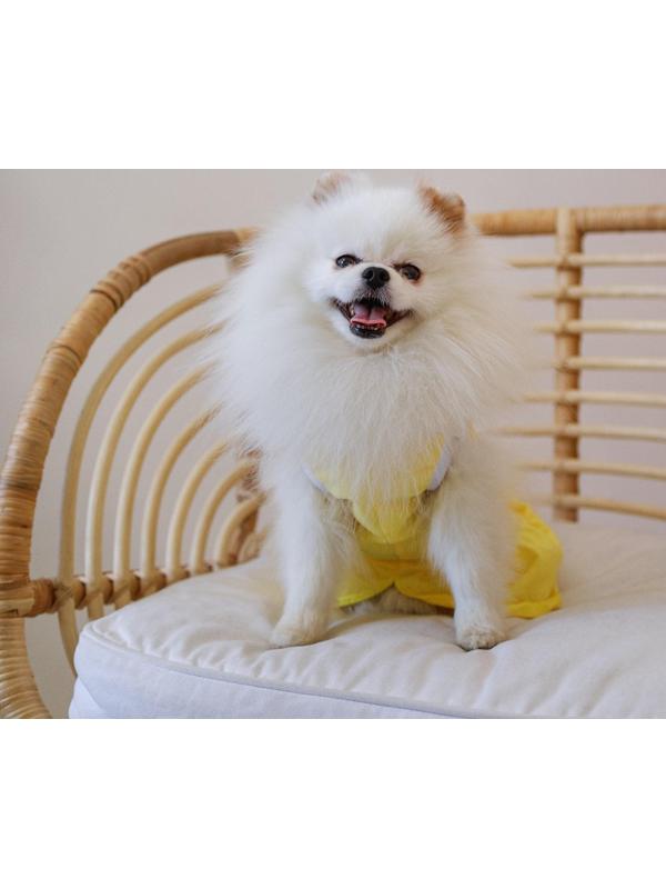 Платье для собак кулирка, XS (ДС 24, ОШ 32-36, ОГ 34-38), Желтое