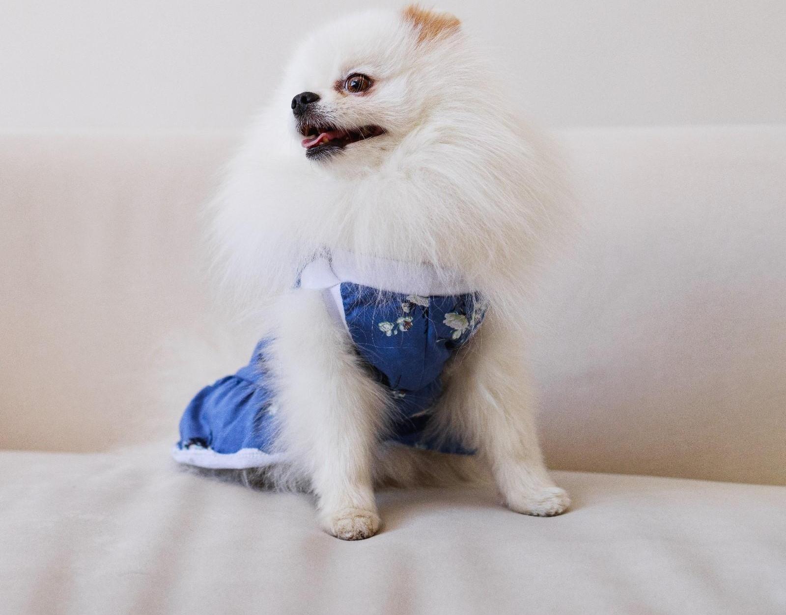 Платье для собак кулирка, L (ДС 32, ОШ 38-42, ОГ 44-48), Синее