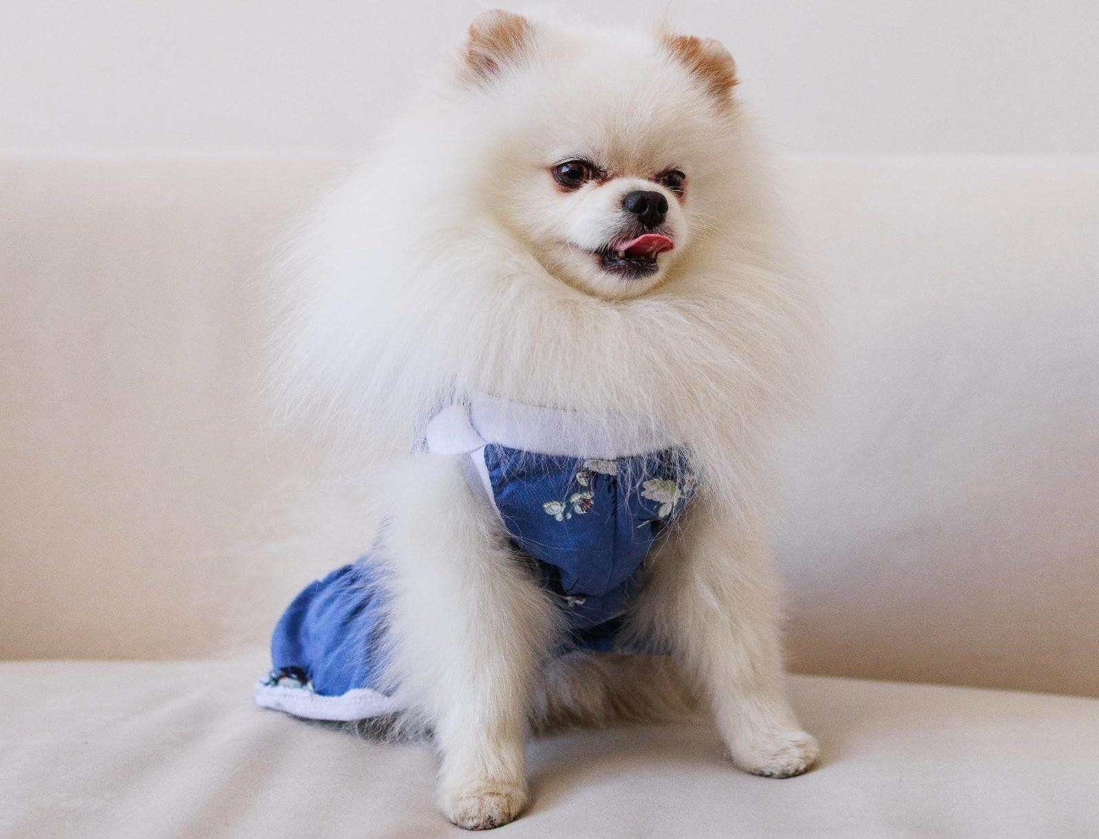 Платье для собак кулирка, L (ДС 32, ОШ 38-42, ОГ 44-48), Синее