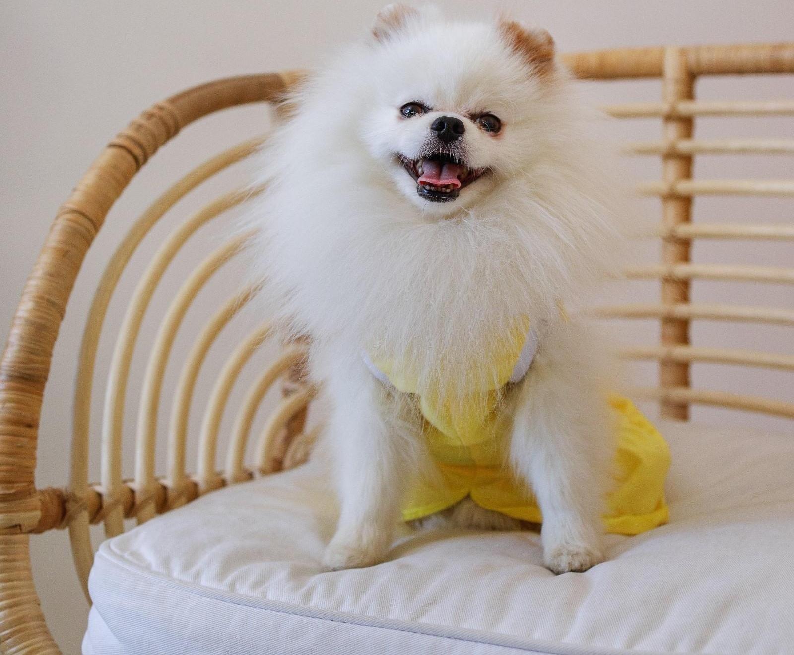 Платье для собак кулирка, L (ДС 32, ОШ 38-42, ОГ 44-48), Желтое