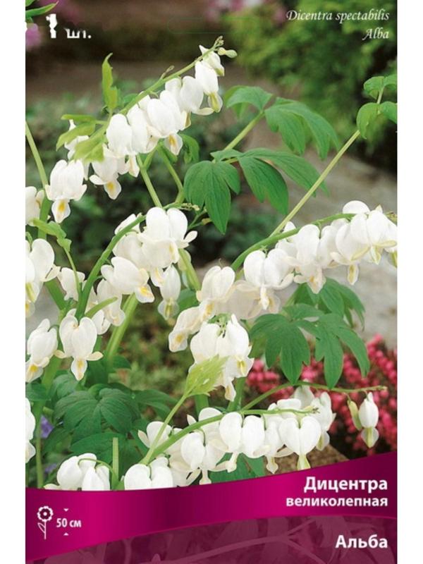 Дицентра 
