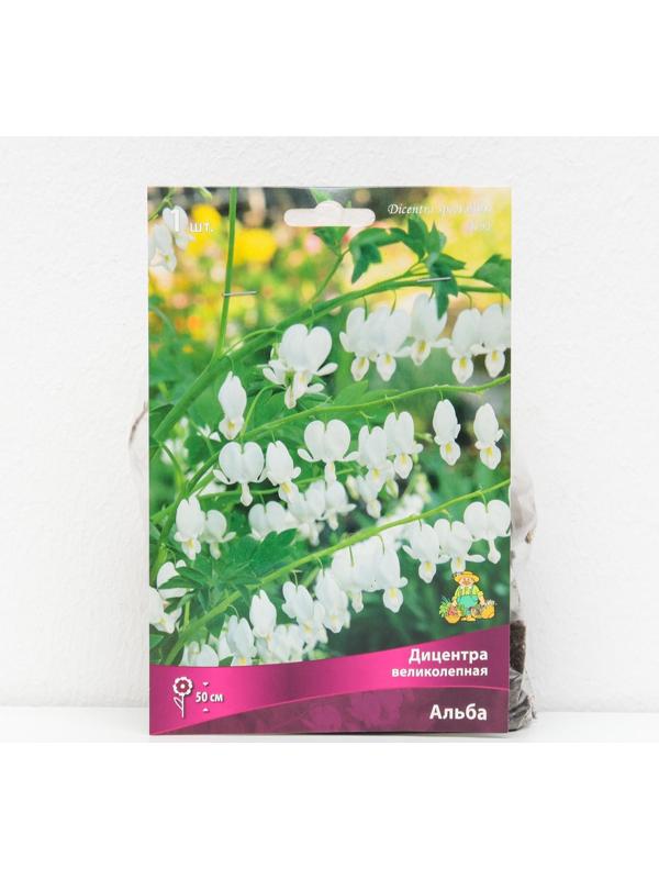 Дицентра 
