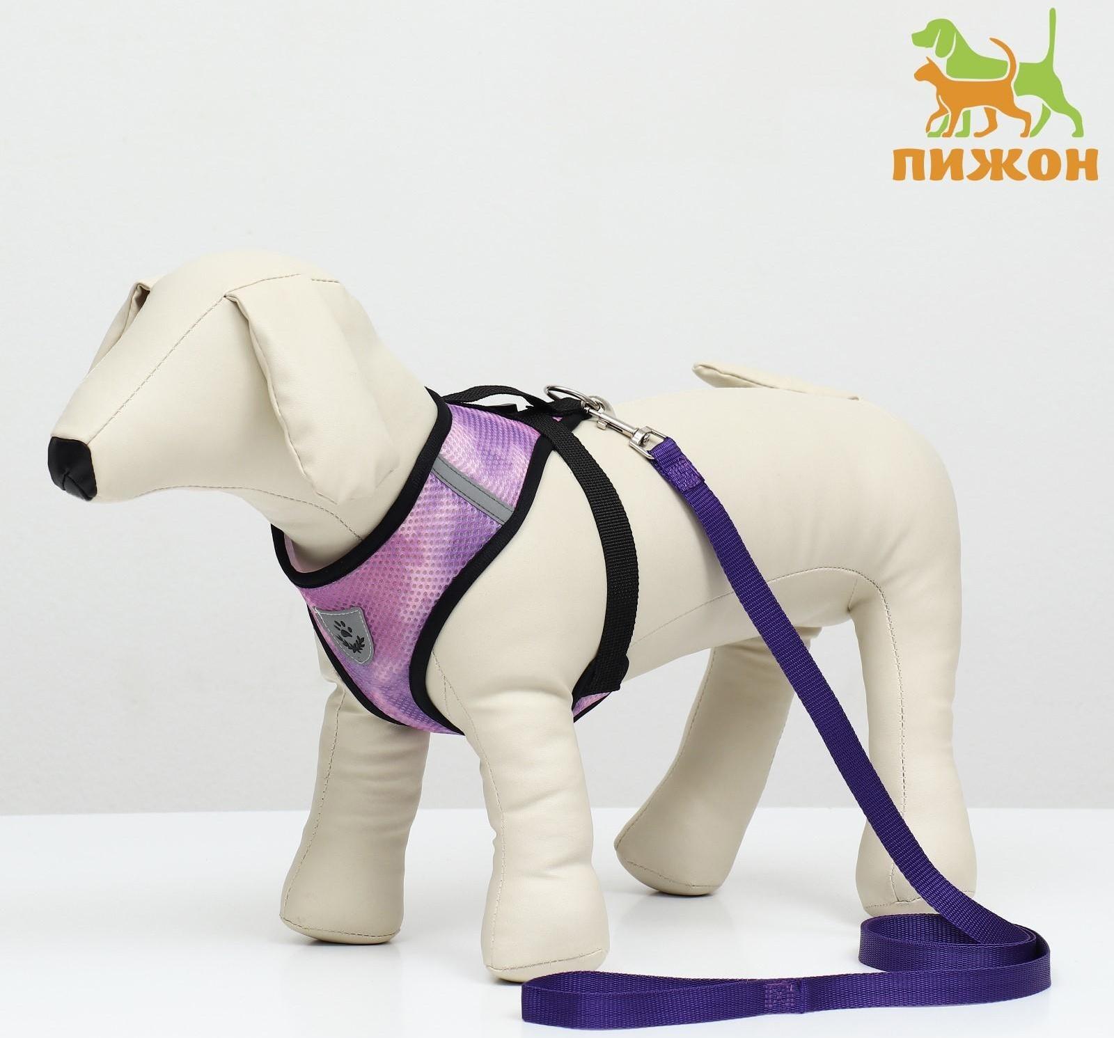 Комплект для собак 3-5 кг, S, шлейка ОШ 24 см, ОГ 34 см, поводок 1,2 м х 1,5 см