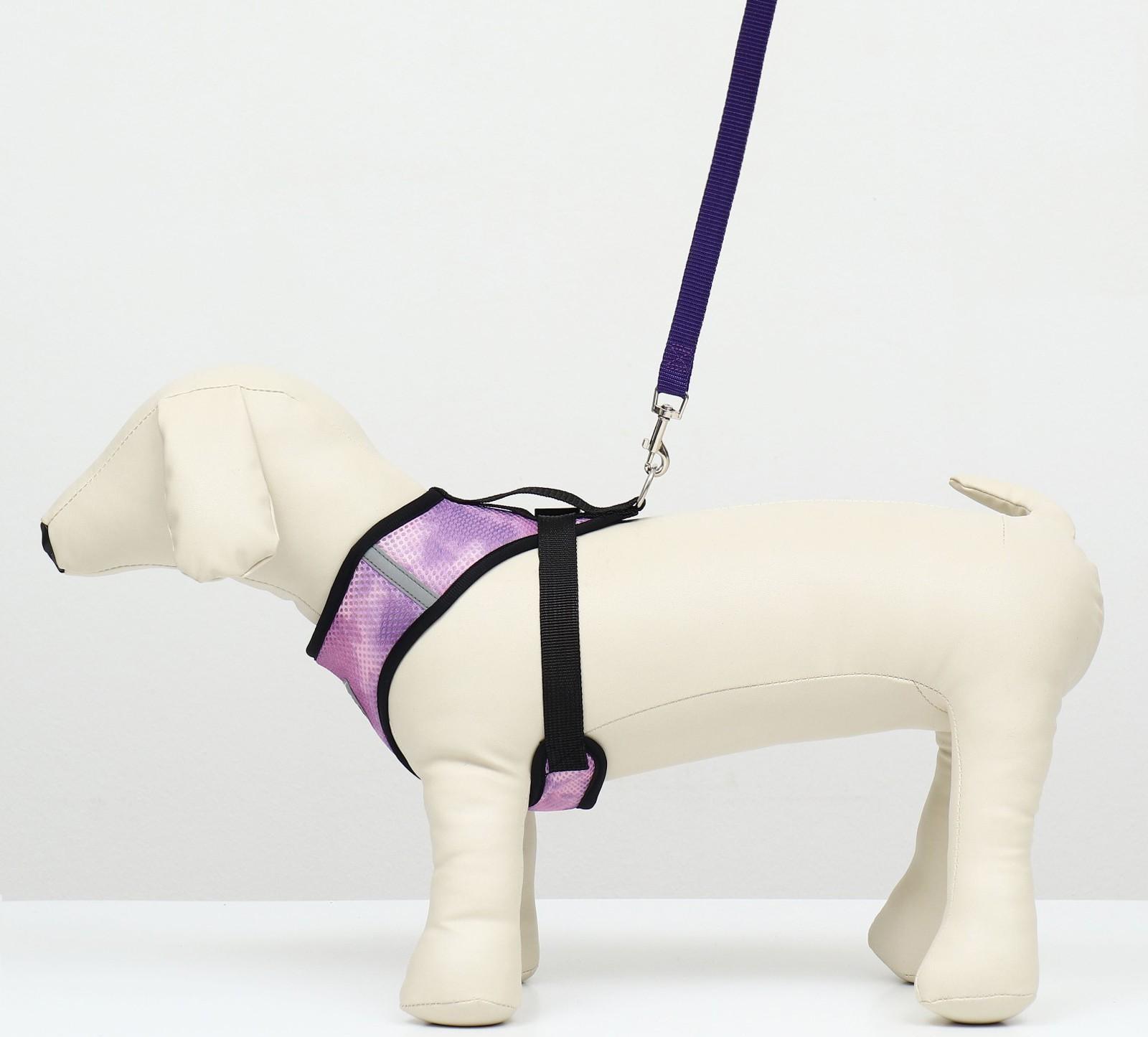 Комплект для собак 3-5 кг, S, шлейка ОШ 24 см, ОГ 34 см, поводок 1,2 м х 1,5 см