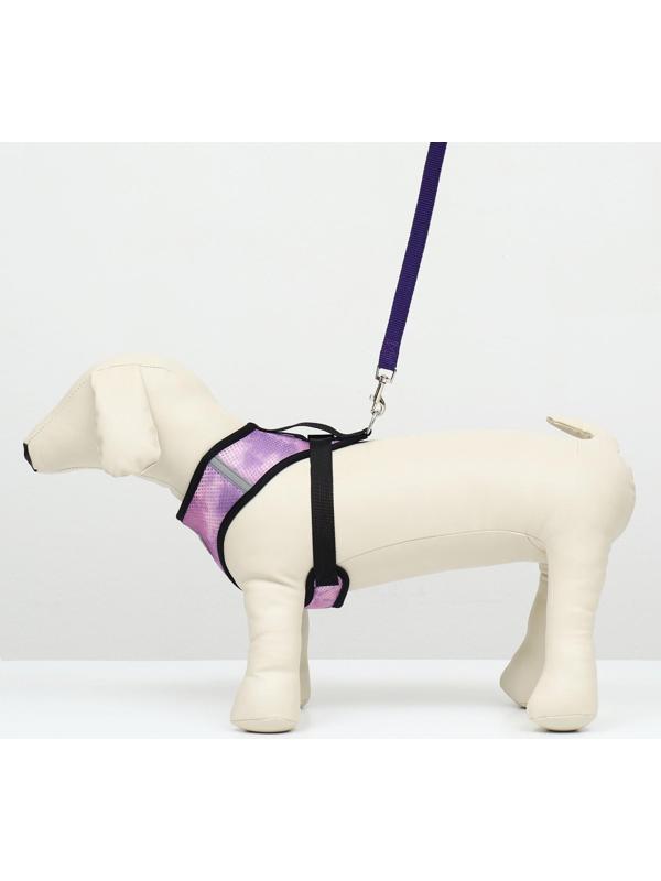 Комплект для собак 3-5 кг, S, шлейка ОШ 24 см, ОГ 34 см, поводок 1,2 м х 1,5 см