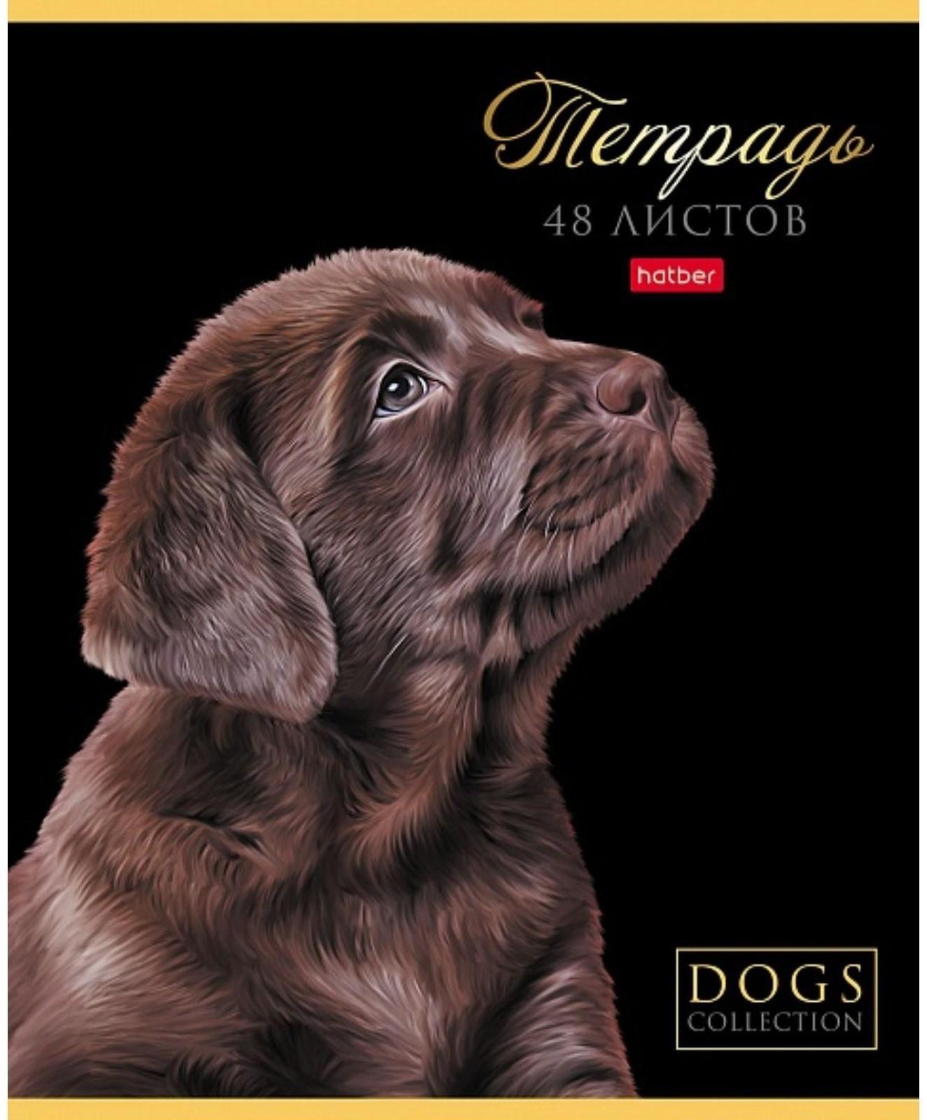 Тетрадь А5, 48 листов в клетку 