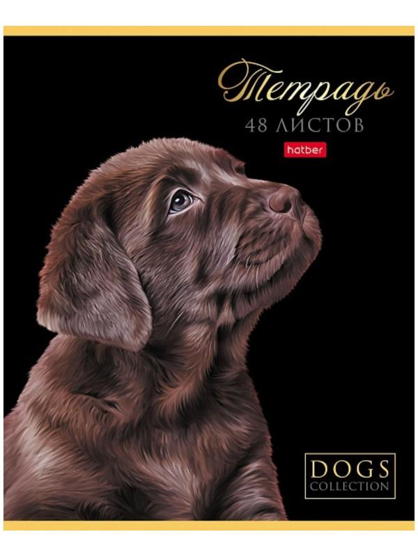 Тетрадь А5, 48 листов в клетку 