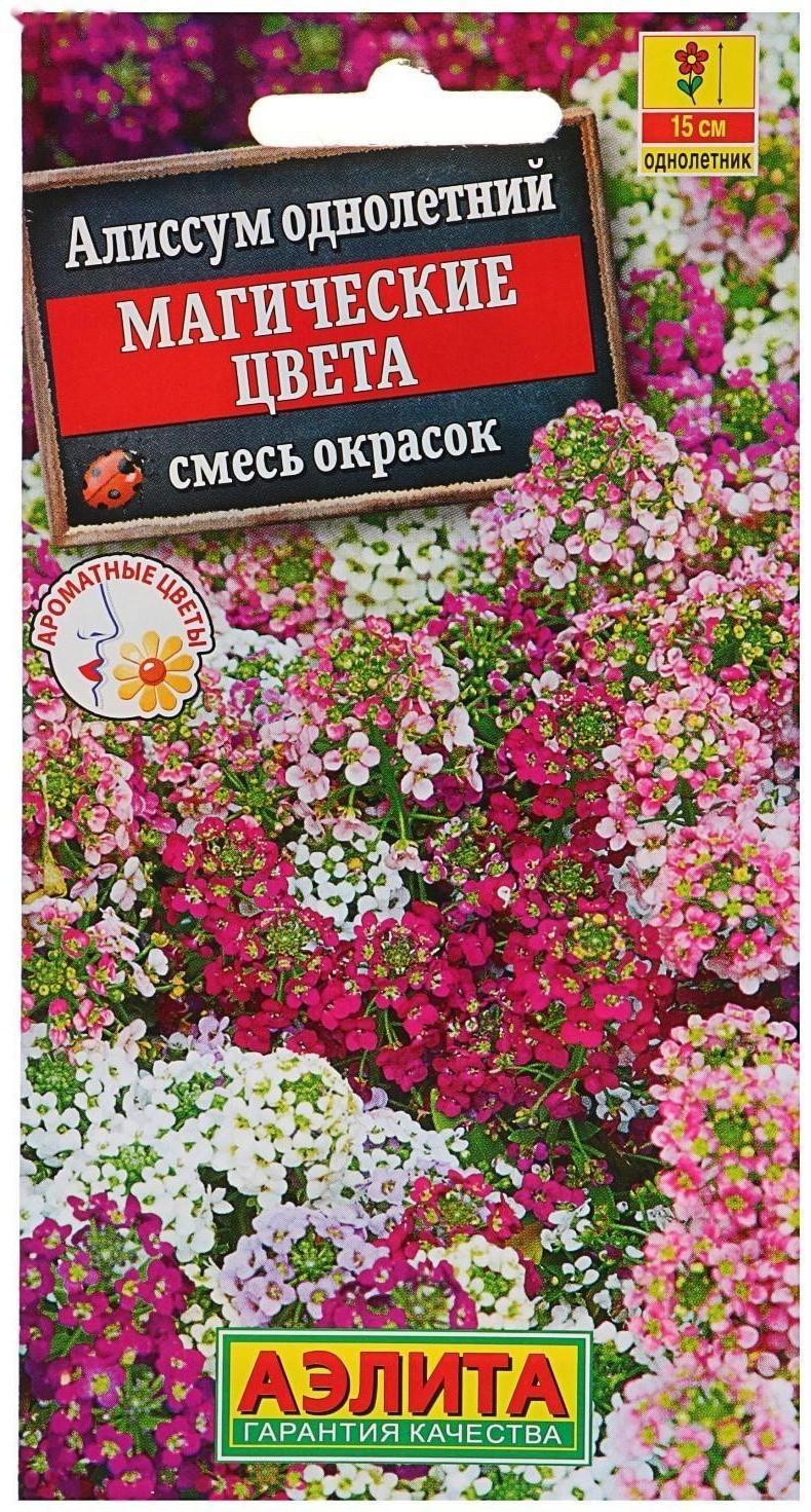 Семена цветов Алиссум 