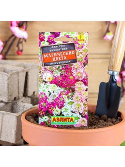 Семена цветов Алиссум 