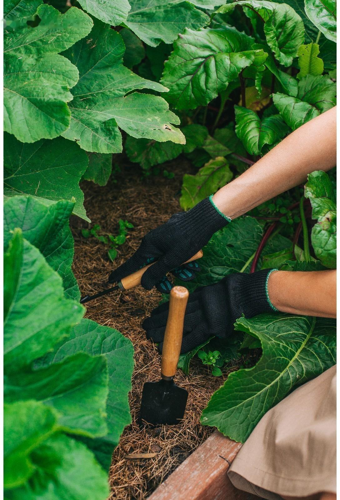 Набор садового инструмента, 2 предмета: рыхлитель, совок, длина 26 см, деревянные ручки