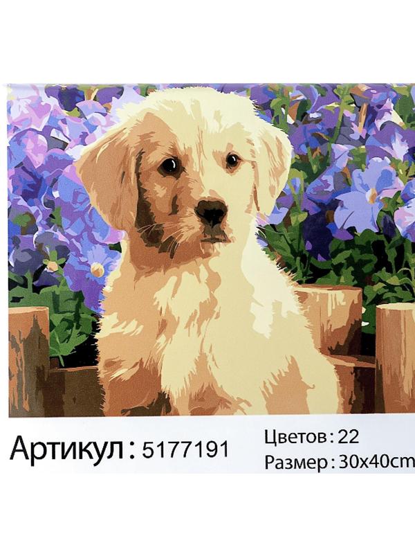 Картина по номерам на холсте с подрамником «Щенок лабрадора», 40х30 см