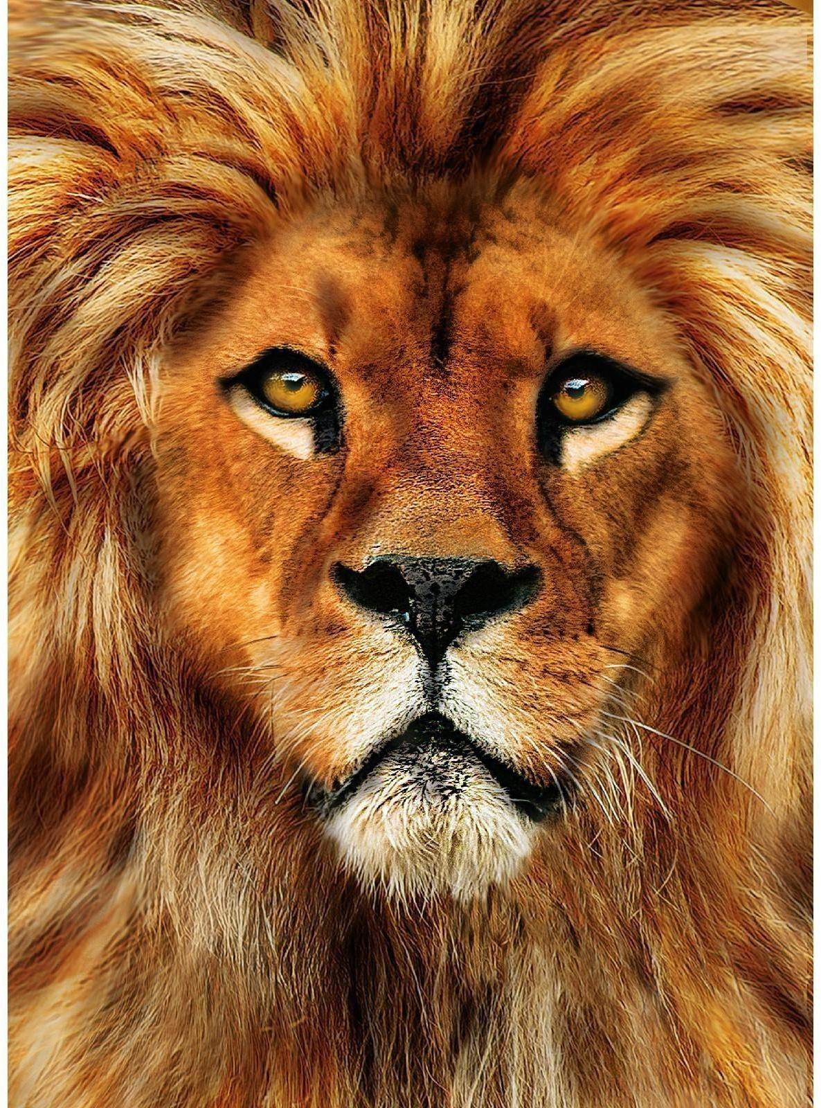 Алмазная вышивка с полным заполнением «Лев» 15х21 см, на холсте