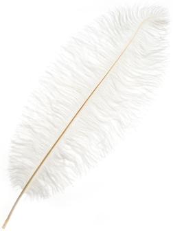 Перо для декора, длина: от 45 до 50 см, цвет белый