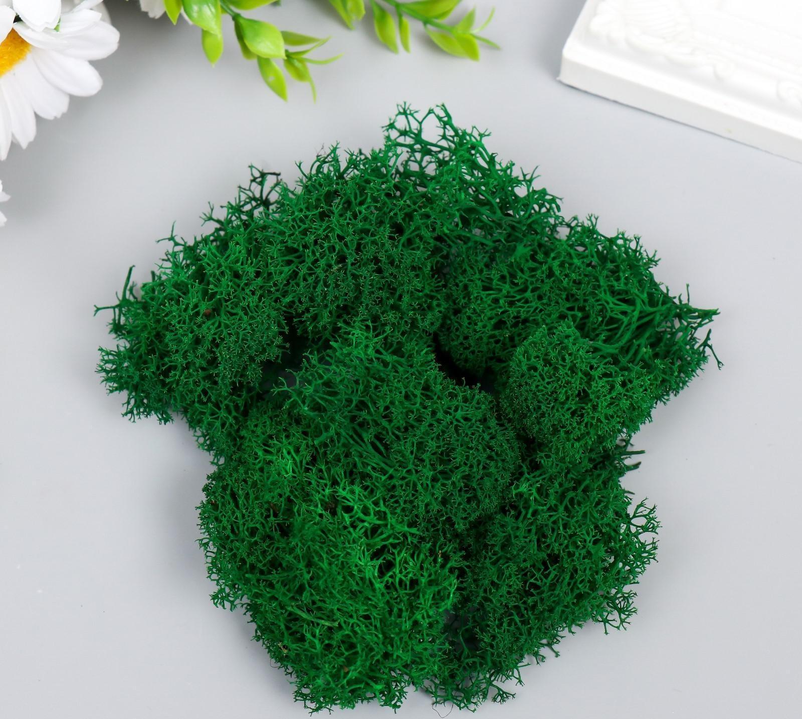 Мох стабилизированный 