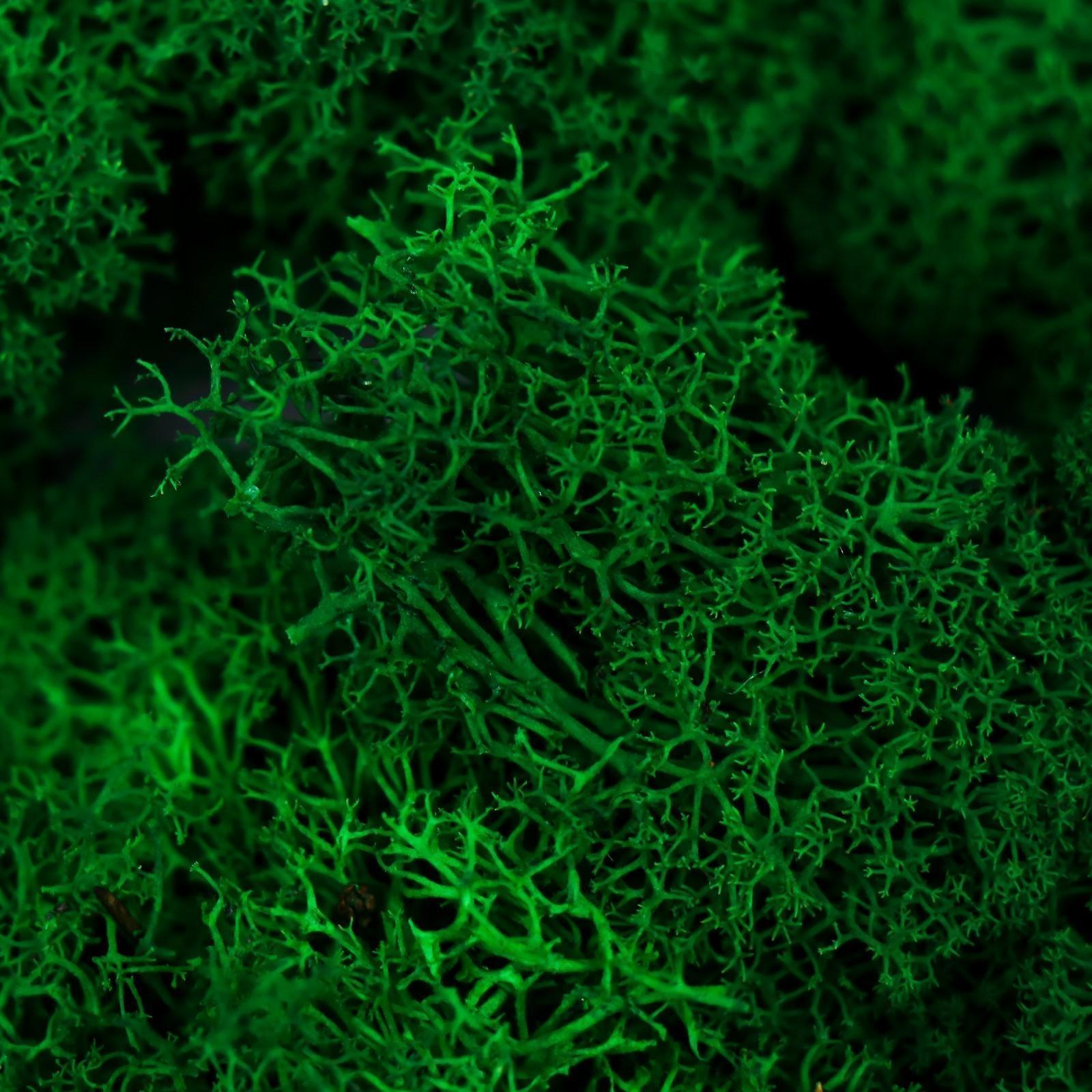 Мох стабилизированный 