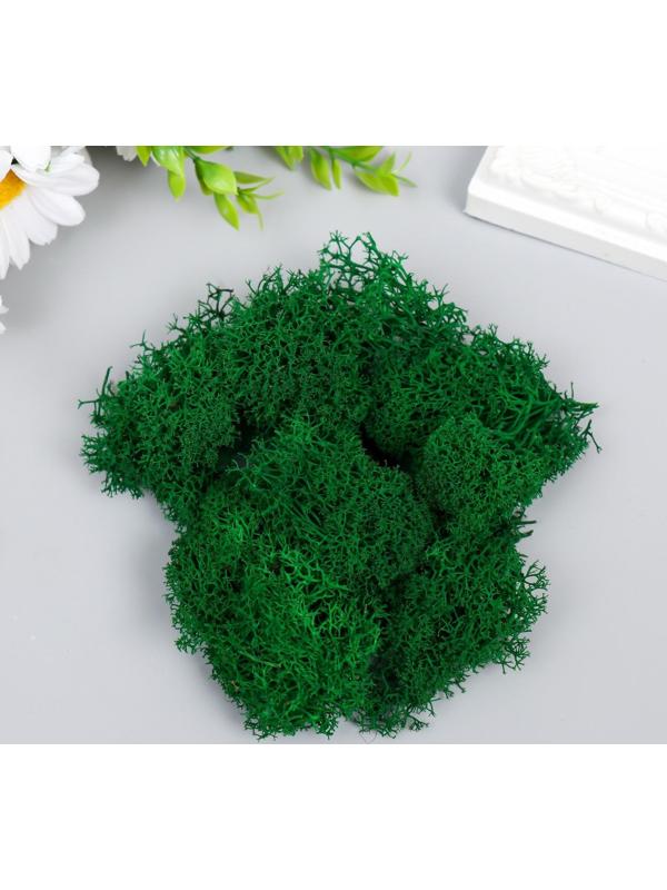 Мох стабилизированный 