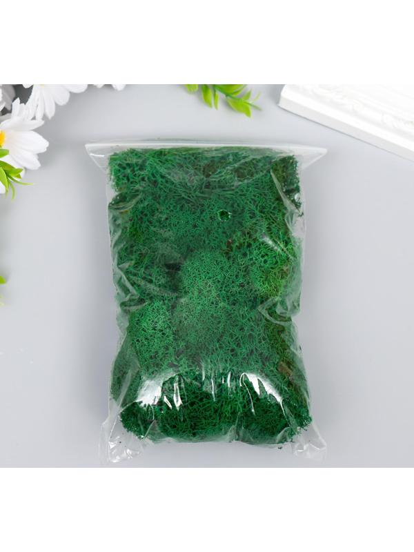 Мох стабилизированный 