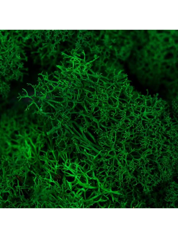 Мох стабилизированный 