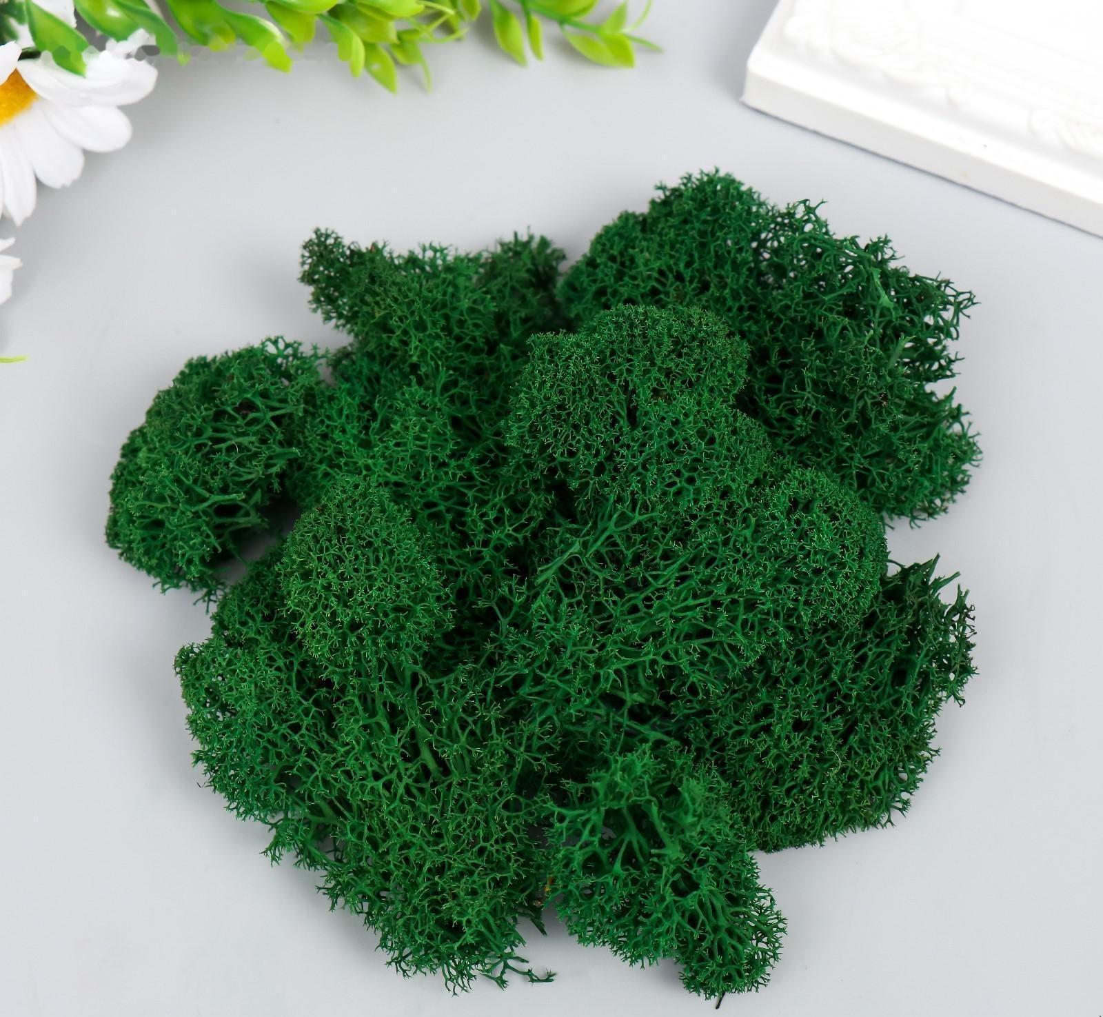 Мох стабилизированный 