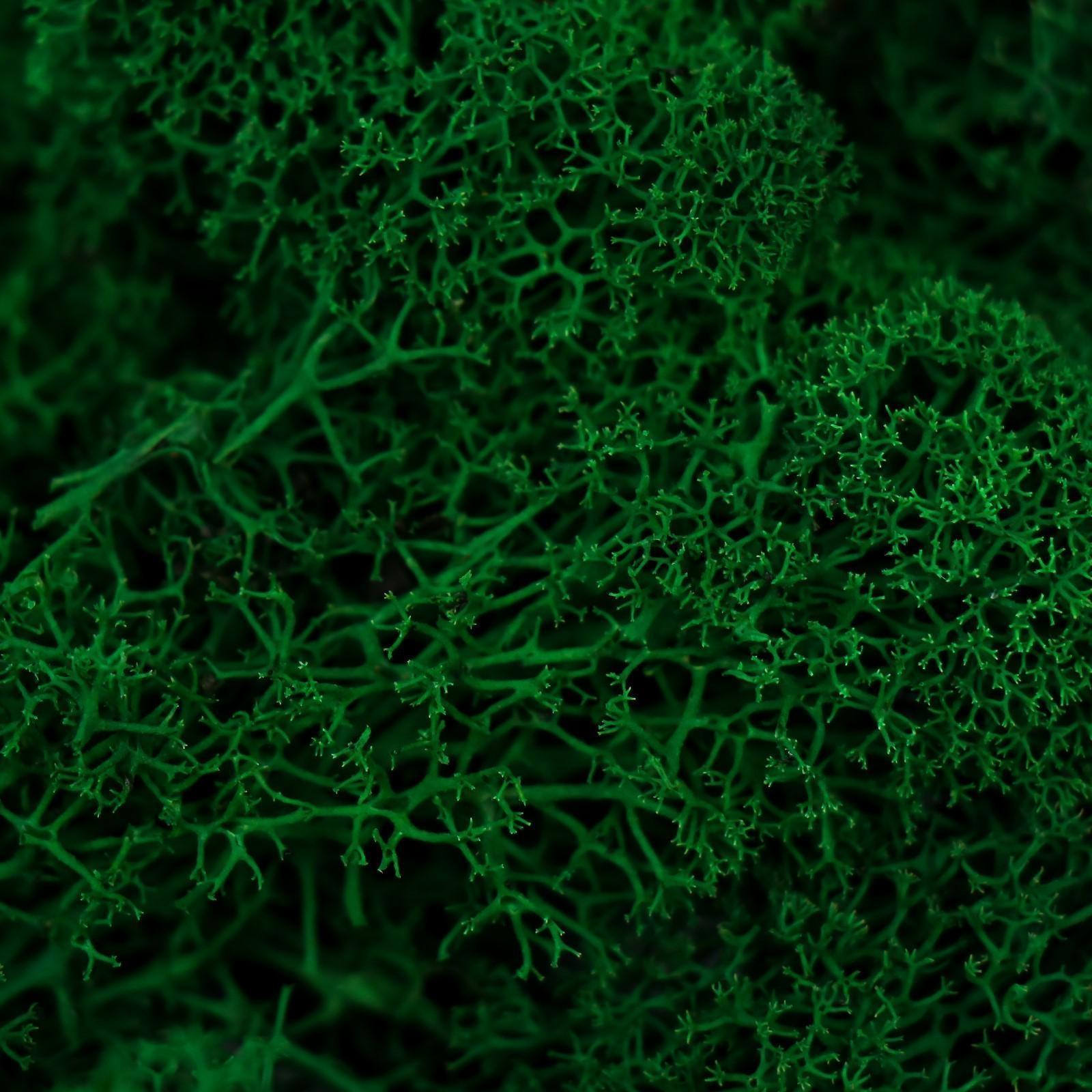 Мох стабилизированный 