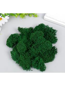 Мох стабилизированный 