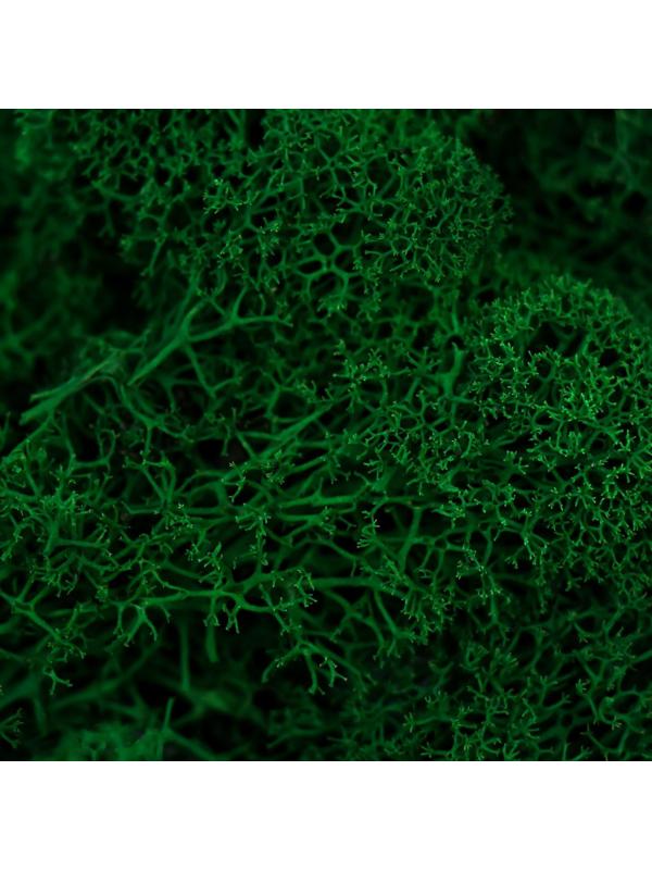 Мох стабилизированный 