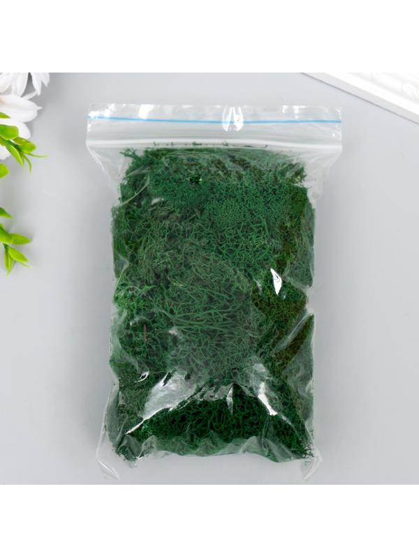 Мох стабилизированный 