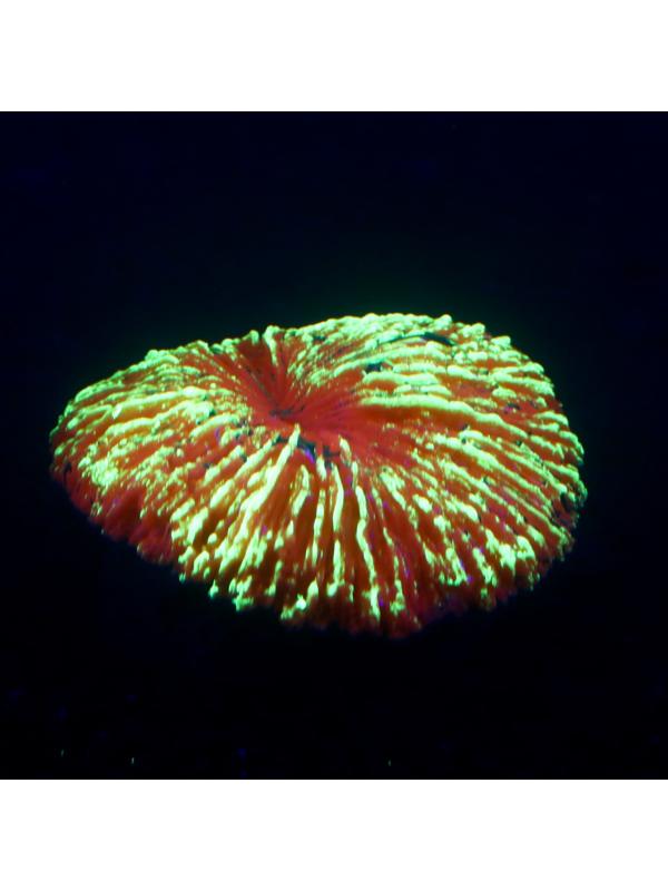 Декор для аквариума коралл 