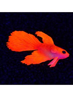 Декор для аквариума 