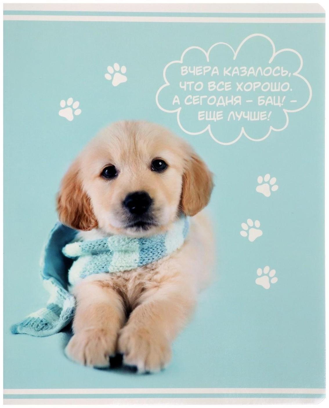 Тетрадь 60 листов в клетку Rachael Hale, обложка мелованный картон, УФ-лак, блок офсет / Микс 1 шт.