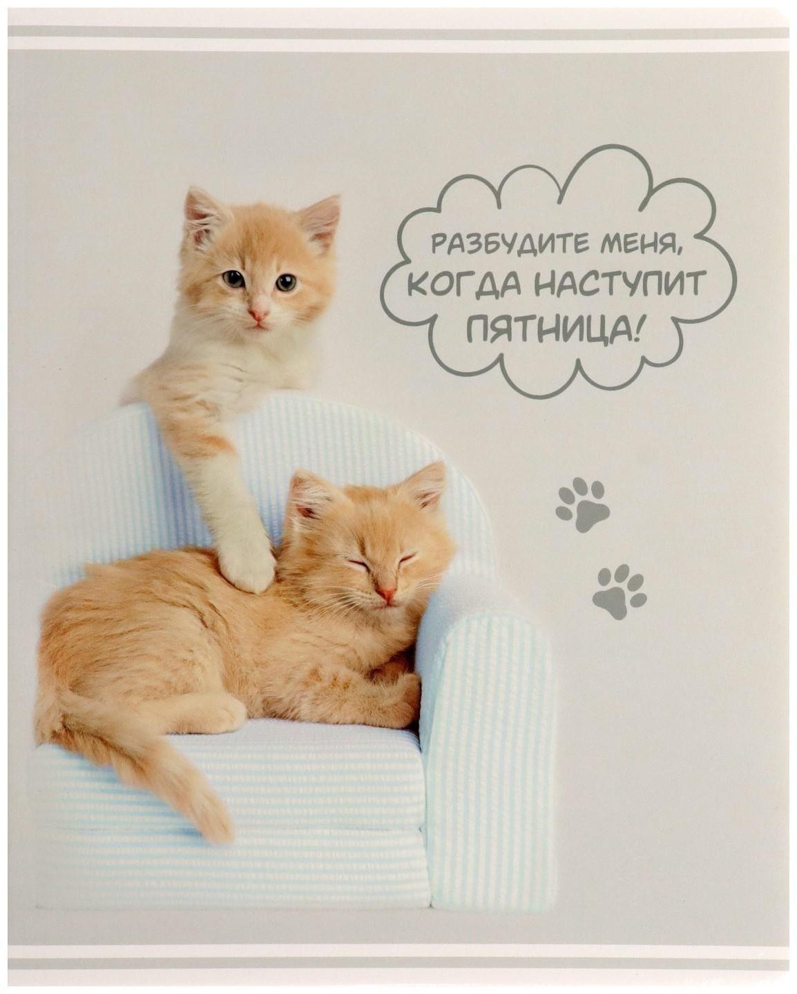 Тетрадь 60 листов в клетку Rachael Hale, обложка мелованный картон, УФ-лак, блок офсет / Микс 1 шт.