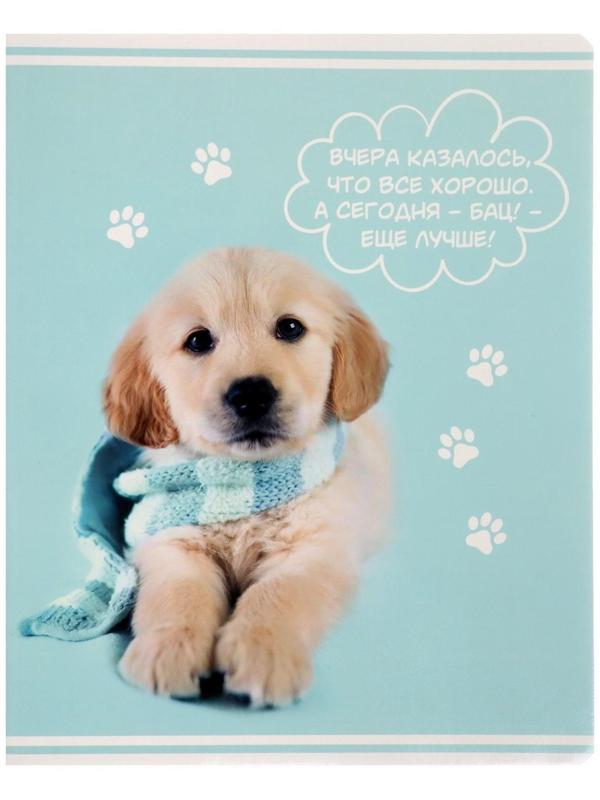 Тетрадь 60 листов в клетку Rachael Hale, обложка мелованный картон, УФ-лак, блок офсет / Микс 1 шт.