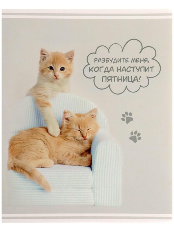 Тетрадь 60 листов в клетку Rachael Hale, обложка мелованный картон, УФ-лак, блок офсет / Микс 1 шт.