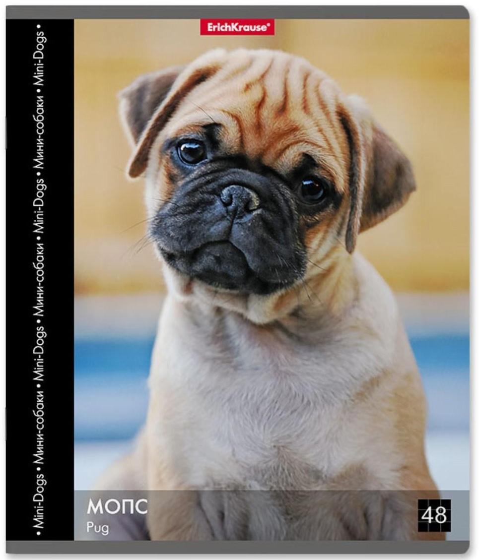 Тетрадь 48 листов в клетку ErichKrause 