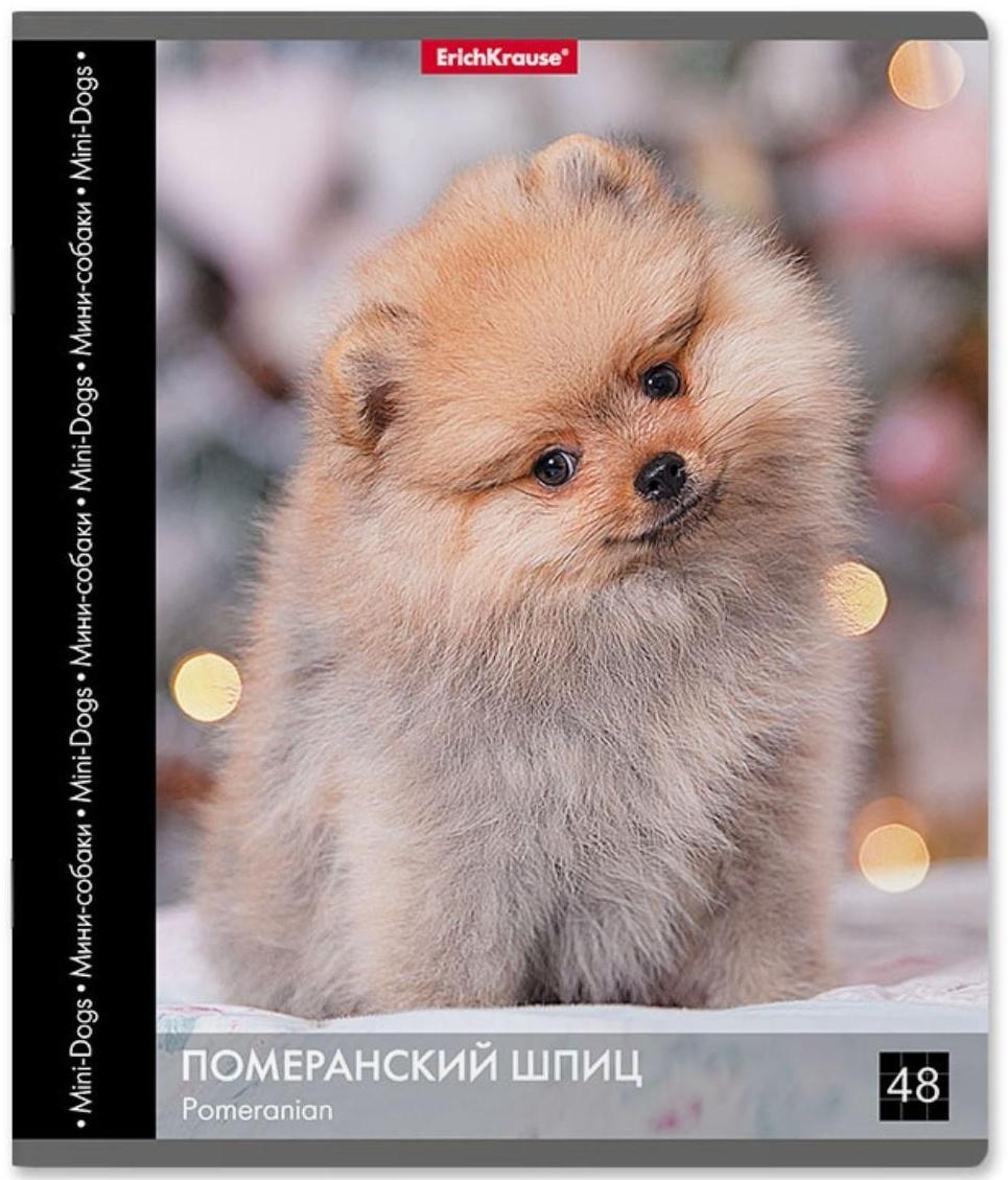 Тетрадь 48 листов в клетку ErichKrause 