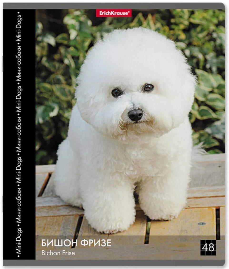 Тетрадь 48 листов в клетку ErichKrause 